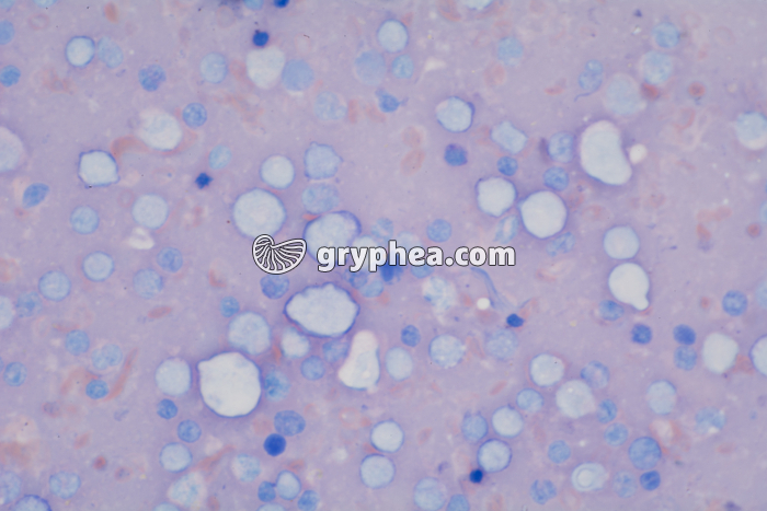 Macrophages x200 - gryphea.org